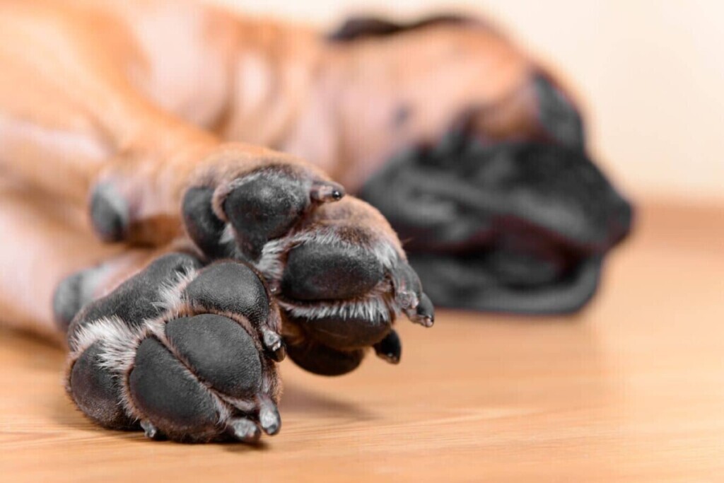 Cómo Cuidar las Huellitas de mi Perro Guía Completa