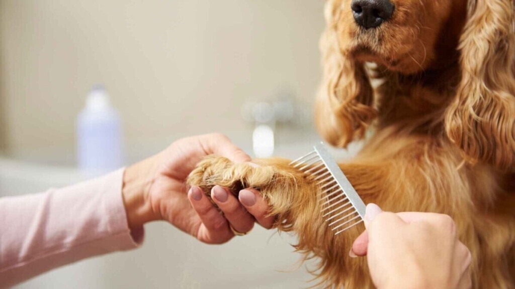 Cómo Elegir un Groomer para mi Perro | Guía 2026