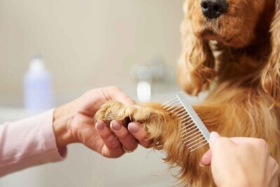 Cómo Elegir un Groomer para mi Perro | Guía 2026